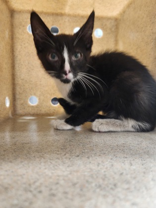 Shelter Stray Male Cat last seen food lion cherryville, County/Unicorporated, NC, 1491 Business Park Ct, Gastonia, NC 28052, USA