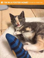 Shelter Stray Female Cat last seen Near Oswego Ave, 21215, MD, 301 Stockholm St, Baltimore, MD 21230, USA