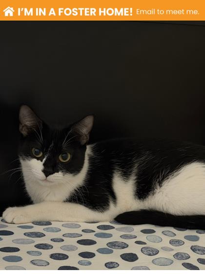 Shelter Stray Female Cat last seen Near Gough St, 21224, MD, 301 Stockholm St, Baltimore, MD 21230, USA