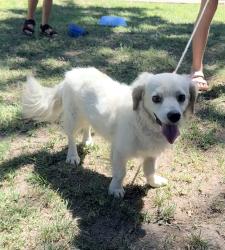 Reunited Male Dog last seen Robin Hood Dr. & Doncaster Lane, Modesto, CA 95350