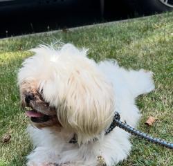 Reunited Unknown Dog last seen W85th between Lorain Rd & Madison, Cleveland, OH 44102