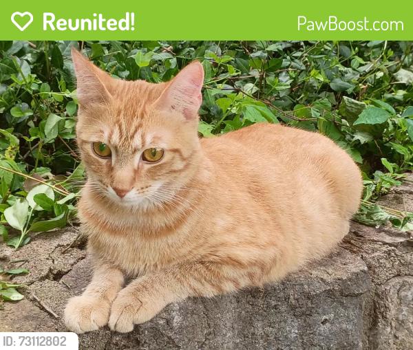 Reunited Male Cat last seen Delhi and Oakwood Park Drive , Cincinnati, OH 45238