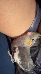 Lost Unknown Bird last seen Camp wisdom, Dallas, TX 75237