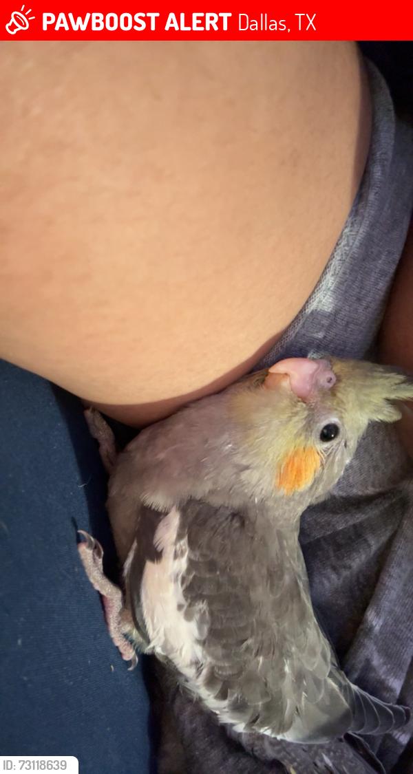 Lost Unknown Bird last seen Camp wisdom, Dallas, TX 75237