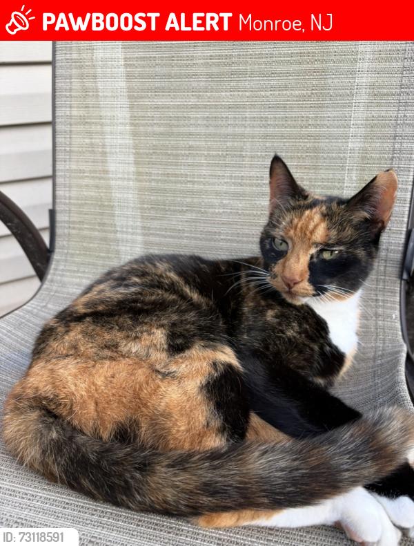 Lost Female Cat last seen Poplar Ln, Monroe, NJ 08094