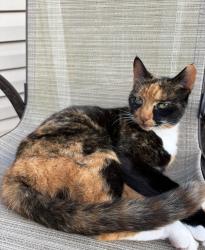 Lost Female Cat last seen Poplar Ln, Monroe, NJ 08094