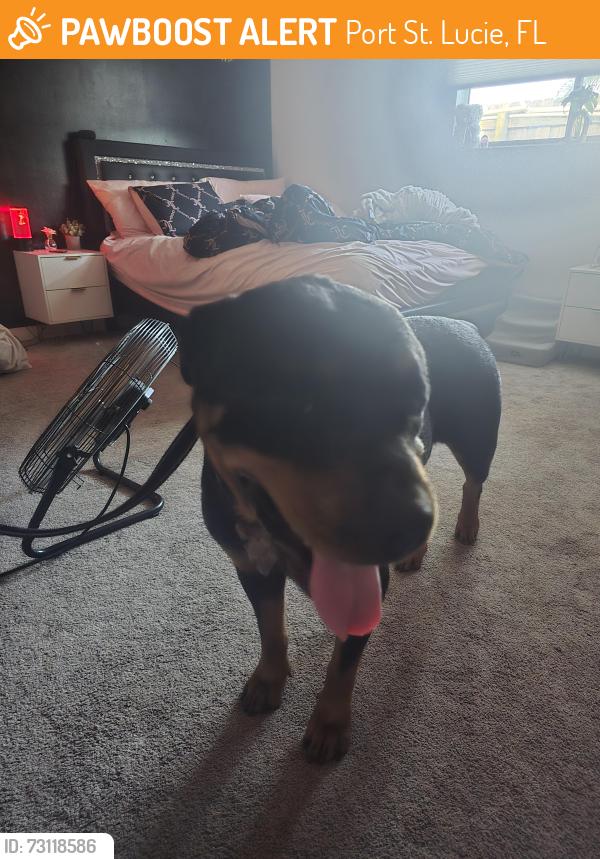 Found/Stray Female Dog last seen Morningside by Morningside academy, Port St. Lucie, FL 34952