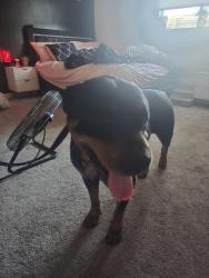 Found/Stray Female Dog last seen Morningside by Morningside academy, Port St. Lucie, FL 34952