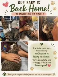 Reunited Male Cat last seen Morningside village (Dawn/Morning Lightway), Osceola County, FL 34744