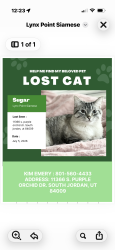Lost Female Cat last seen Prosperity, South Jordan, UT 84009