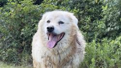 Found/Stray Unknown Dog last seen Timkin Rd, Tomball, TX 77375