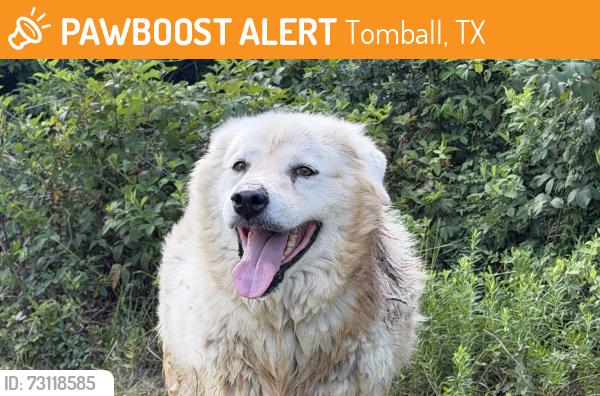 Found/Stray Unknown Dog last seen Timkin Rd, Tomball, TX 77375