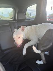 Found/Stray Female Dog last seen iliff and buckley, Aurora, CO 80013