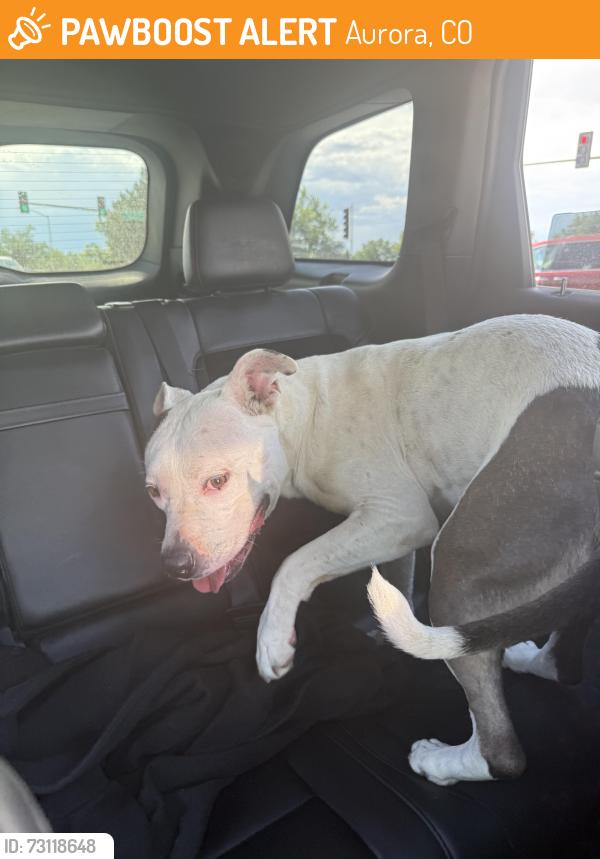 Found/Stray Female Dog last seen iliff and buckley, Aurora, CO 80013