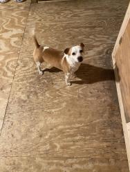 Found/Stray Male Dog last seen R& J Pickup Truck Parts, Odessa, TX 79764