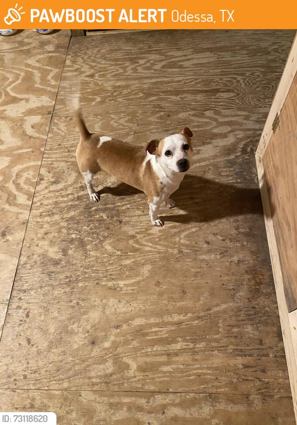 Found/Stray Male Dog last seen R& J Pickup Truck Parts, Odessa, TX 79764