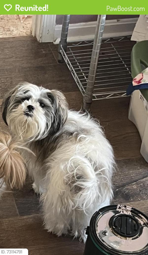 Reunited Female Dog last seen Blossom and Magnolia, Sterling, VA 20166