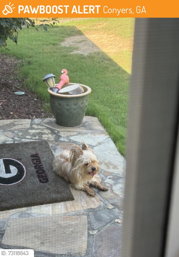 Found/Stray Male Dog last seen Boar Tusk Road, Conyers, GA 30012