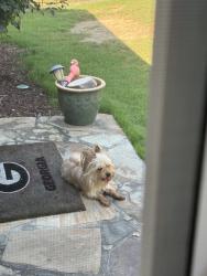 Found/Stray Male Dog last seen Boar Tusk Road, Conyers, GA 30012