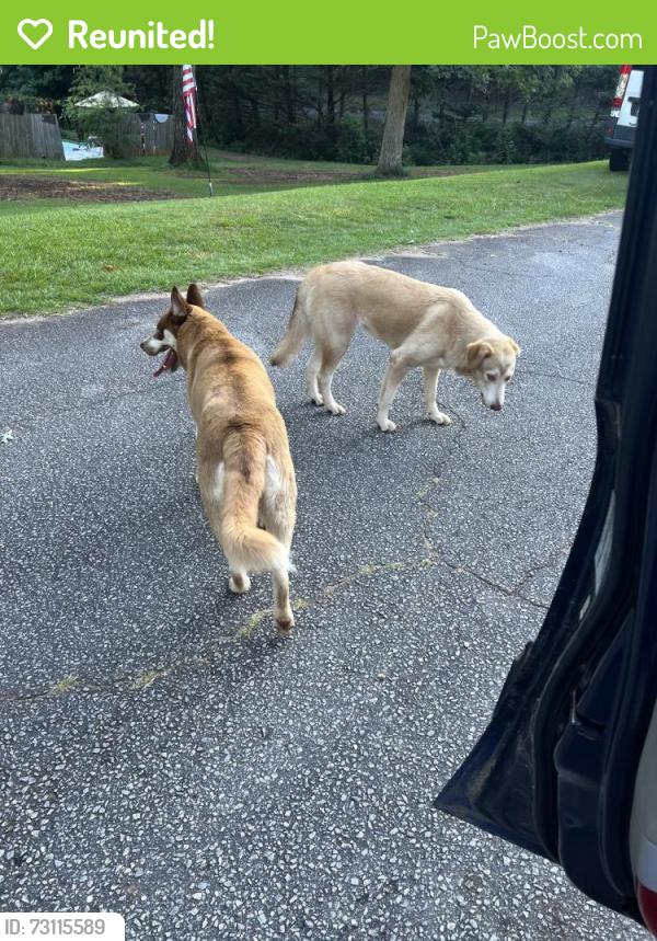 Reunited Unknown Dog last seen Briarwood Street, Easley, SC 29642