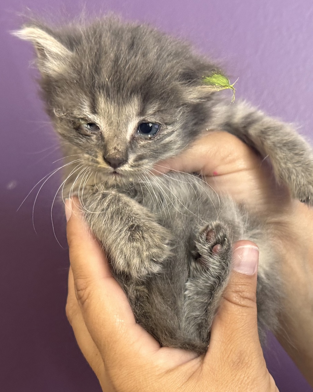Shelter Stray Male Cat last seen Near S 300 Street E, SALT LAKE CITY, UT, 84113, 511 W 3900 S, Salt Lake City, UT 84123, USA