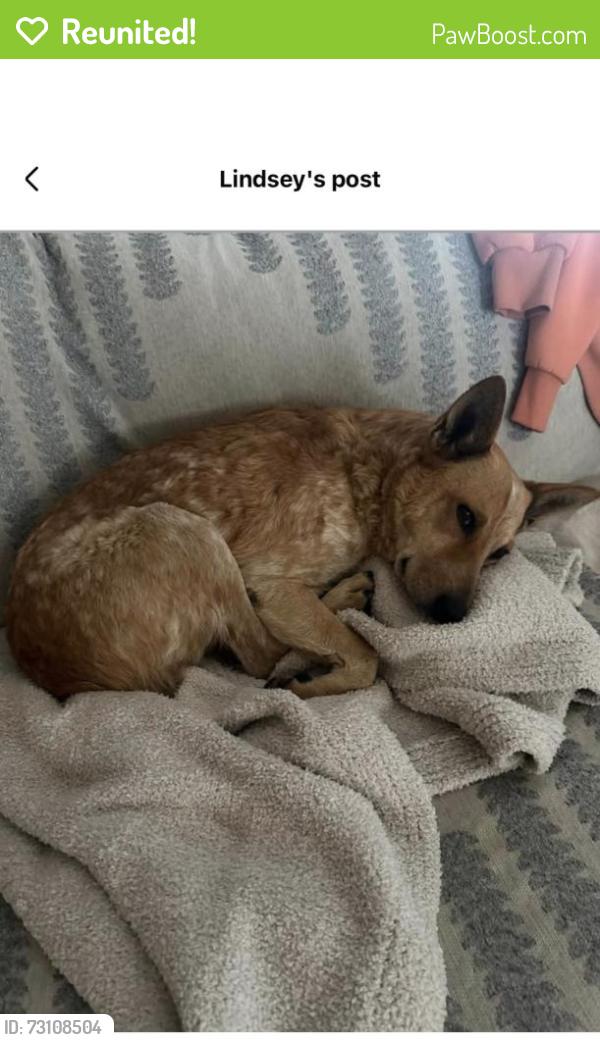 Reunited Female Dog last seen County road 211, Danbury, TX 77534