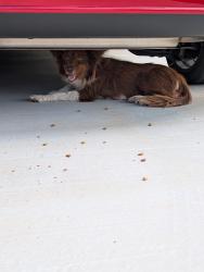 Found/Stray Unknown Dog last seen 122nd and Coltrane, Oklahoma City, OK 73013