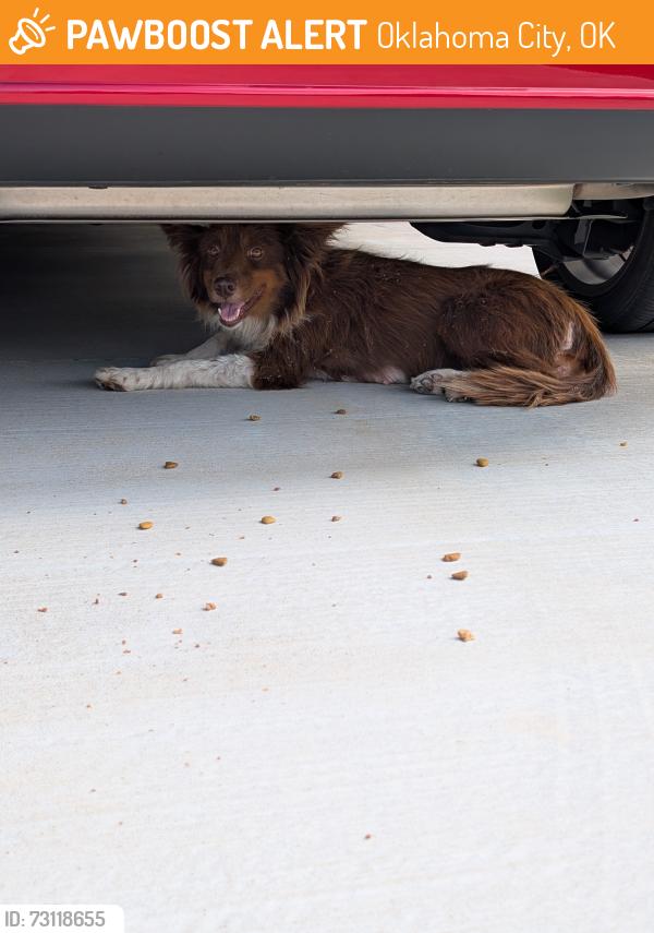 Found/Stray Unknown Dog last seen 122nd and Coltrane, Oklahoma City, OK 73013