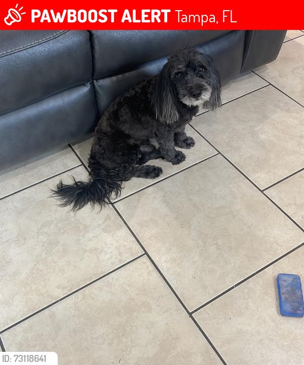 Lost Male Dog last seen Anthony st Tampa fl 33619, Tampa, FL 33619