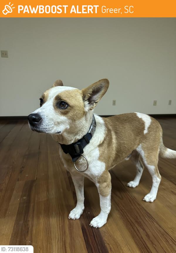 Found/Stray Male Dog last seen Goodjoin Road, Campobello, Greer, SC 29650