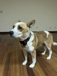 Found/Stray Male Dog last seen Goodjoin Road, Campobello, Greer, SC 29650