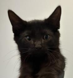 Shelter Stray Male Cat last seen Near Cesar E Chavez Parkway, San Diego, CA, 92113, 5500 Gaines St, San Diego, CA 92110, USA