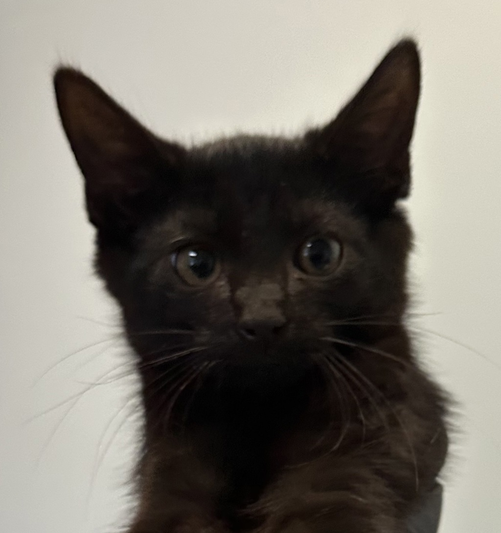 Shelter Stray Male Cat last seen Near Cesar E Chavez Parkway, San Diego, CA, 92113, 5500 Gaines St, San Diego, CA 92110, USA