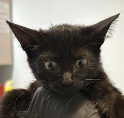 Shelter Stray Female Cat last seen Near Cesar E Chavez Parkway, San Diego, CA, 92113, 5500 Gaines St, San Diego, CA 92110, USA