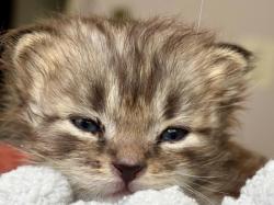 Shelter Stray Male Cat last seen 19th/Spokane, OR, 1700 W Historic Columbia River Hwy, Troutdale, OR 97060, USA