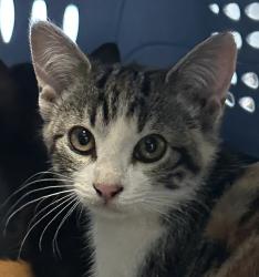 Shelter Stray Female Cat last seen Near Cesar E Chavez Parkway, San Diego, CA, 92113, 5500 Gaines St, San Diego, CA 92110, USA
