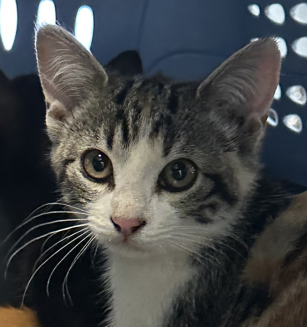 Shelter Stray Female Cat last seen Near Cesar E Chavez Parkway, San Diego, CA, 92113, 5500 Gaines St, San Diego, CA 92110, USA
