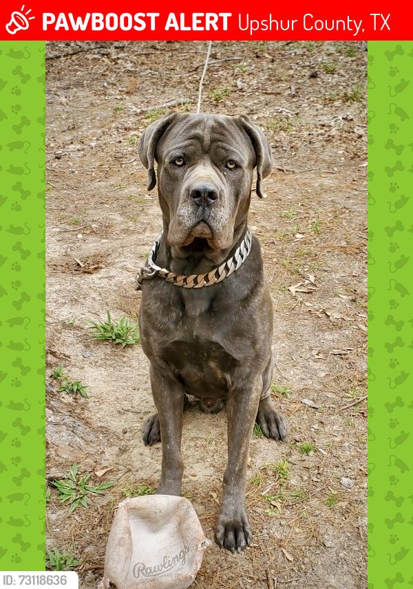 Lost Male Dog last seen Willet Rd, Hwy 271, Upshur County, TX 75645