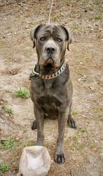 Lost Male Dog last seen Willet Rd, Hwy 271, Upshur County, TX 75645