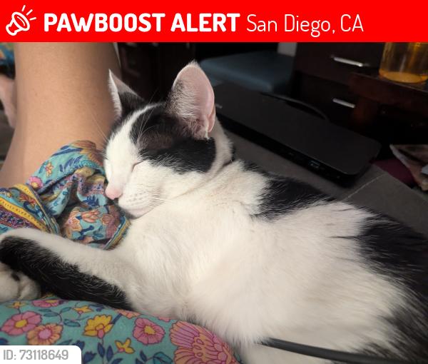 Lost Female Cat last seen Santa Arminta, San Diego, CA 92126