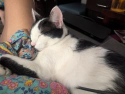 Lost Female Cat last seen Santa Arminta, San Diego, CA 92126