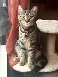 Reunited Male Cat last seen Mackay ln and Huntington Ln, Redondo Beach, CA 90278