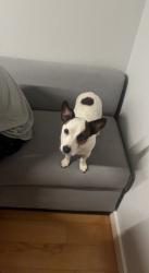 Lost Male Dog last seen Coltrane and memorial road, Edmond, OK 73013