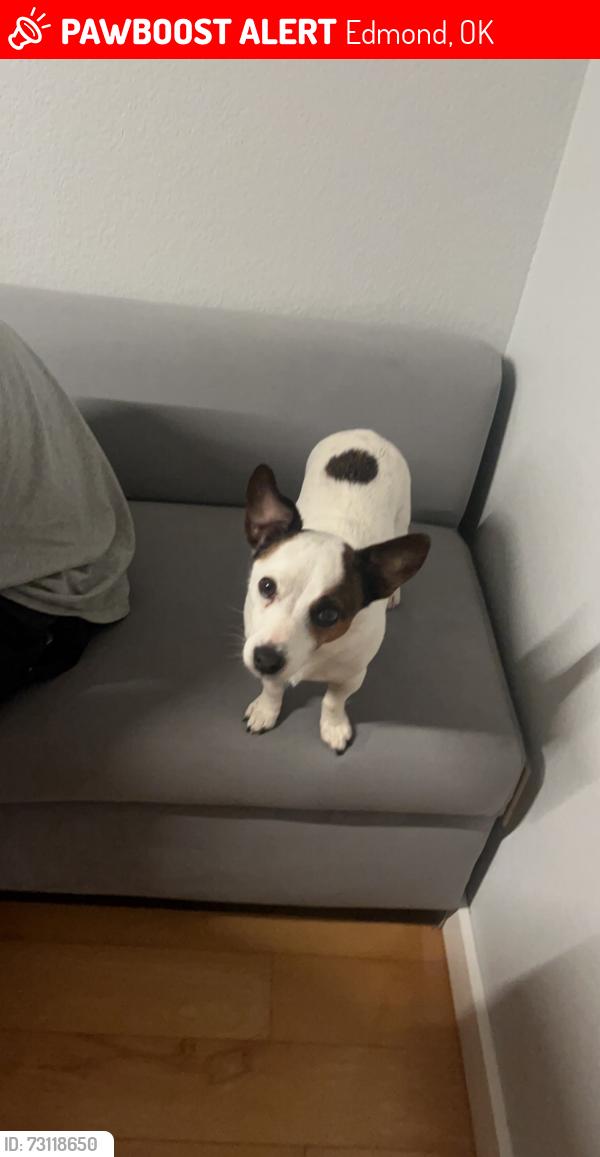 Lost Male Dog last seen Coltrane and memorial road, Edmond, OK 73013
