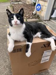 Reunited Male Cat last seen Near Cherryvale Ct, Spring, TX 77382, USA, Spring, TX 77382