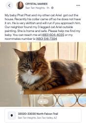 Reunited Male Cat last seen N falcon trail, San Tan Valley, AZ 85142