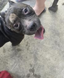 Reunited Female Dog last seen Lake Conroe bay, Willis, TX 77318