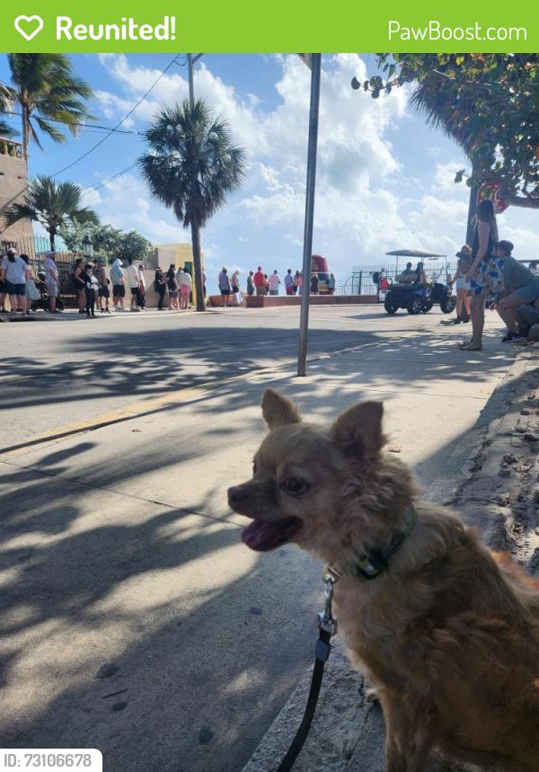 Reunited Male Dog last seen 62nd and 127sw/ 62nd 128th, Miami, FL 33183