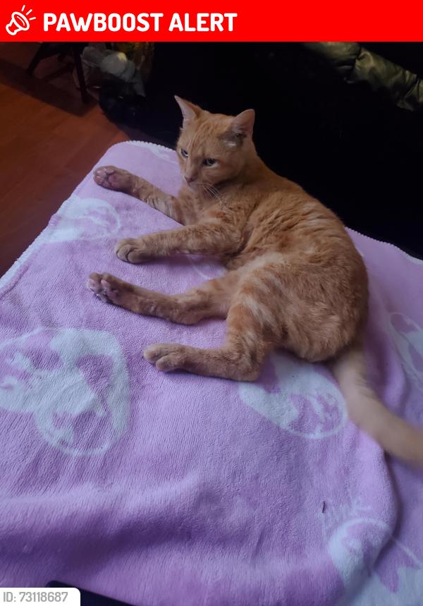 Lost Male Cat last seen Oakhurst Street and Palm Springs, Altamonte Springs, FL 32701