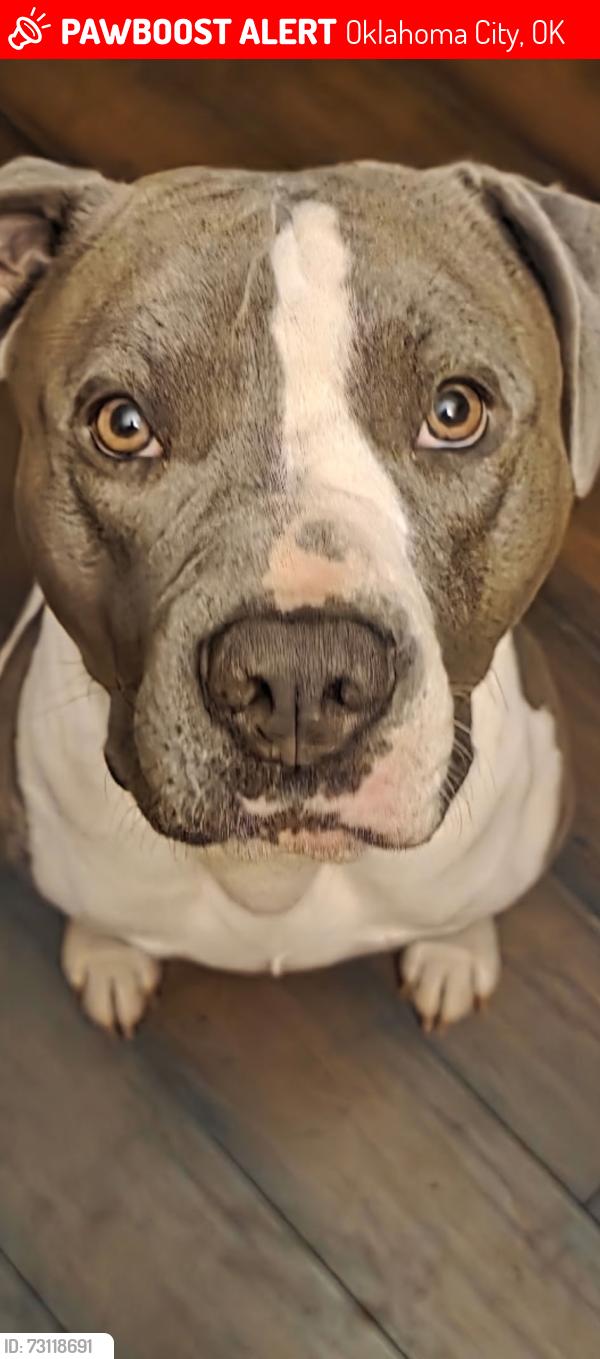 Lost Male Dog last seen 83rd street and miller was where he was last seen, Oklahoma City, OK 73159